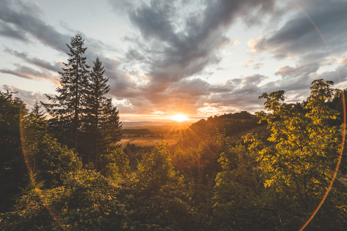 Oneura sound library with forest ambience and nature sounds